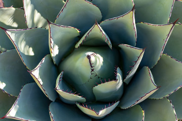 Desert succulent plant