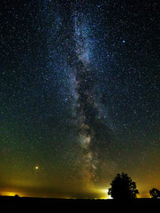 Starry sky and the milky way. Silhouettes of trees in the foreground.