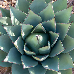 Desert succulent plant