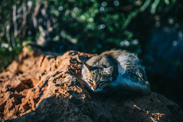 Sleeping cat on rock