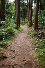 Hiking Path