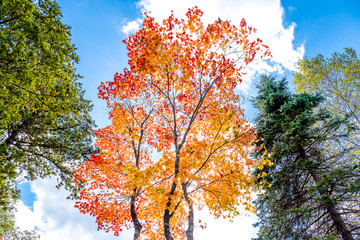 Maple trees in red and orange gold, pine tree in green leaves ,Maple leaves turn to red in autumn season with clear cloud and blue sky background 