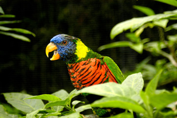 A very talkative squawking lorikeet is making quite a noise.  
