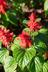Red flowers with leaves in park.