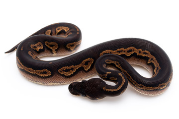 Ball Python Reptile Snake Isolated White Background