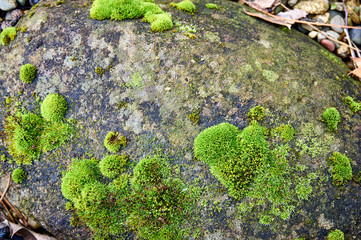 Green moss grows in small bumps on a large gray stone. Close-up. Moss with carved leaves of bright green color. Selective focus.