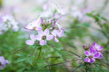 Purple flowers in park,vintage filtered.