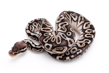 Obraz na płótnie Canvas Ball Python Reptile Snake Isolated White Background