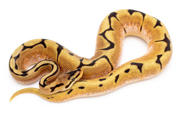 Obraz premium Ball Python Reptile Snake Isolated White Background