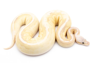 Ball Python Reptile Snake Isolated White Background