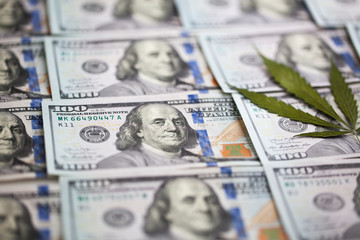 cannabis business investment concept