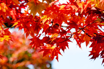 Red maple branch tree against clear blue sky background in autumn season, sunrise in fall background ,Japan