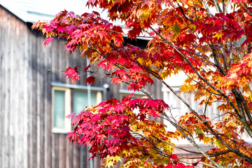Maple tree in front wood house background, maple leaves turn color from green to red, orange and yellow, soft blur focus house background in autumn season in Japan.