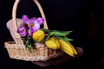Tulips and freesia flowers in a wicker basket held by a woman wearing black sweater