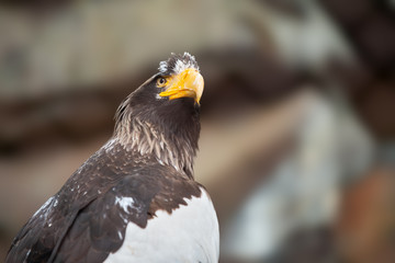 White Tailed Eagle (Haliaeetus albicilla) in nature	
