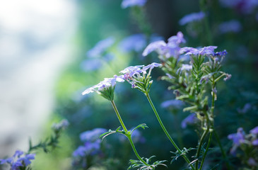 White flowers in park,nature background.