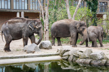 Beautiful view of amazing elephants in park Berlin Zoo.