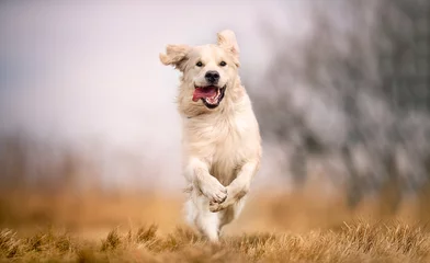 Rolgordijnen dog running in field © Dyrefotografi.dk