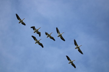 pelicans flying over