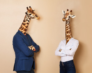 Office workers concept of male and female giraffes - obrazy, fototapety, plakaty