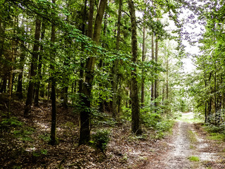 Green forest in sunny day.