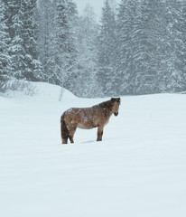 Winter horses