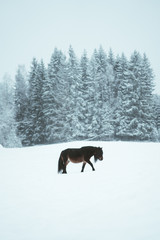 Nordland horse in Norway