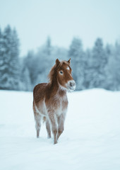 Nordland horse in Norway