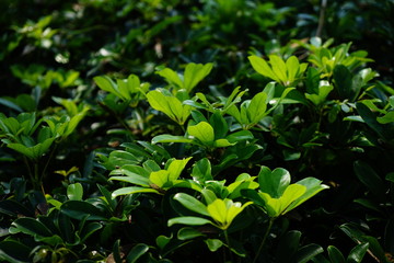 Obraz premium green leaves of tree