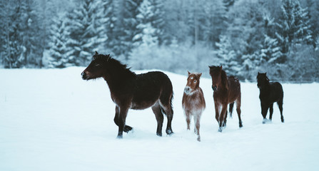 Nordland horse in Norway