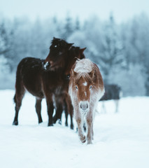 Obraz premium Nordland horse in Norway