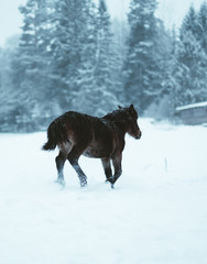 Fototapeta na wymiar Nordland horse in Norway