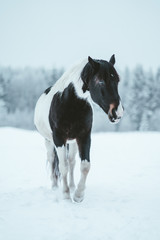 Winter horses