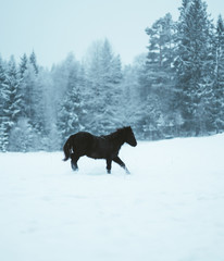 Nordland horse in Norway