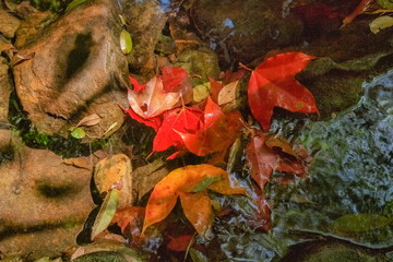 Beautiful maple leaves fall on the water around with arch rocks, Tham Yai Waterfall, Phu Kra Dueng National Park, Loei, Thailand.
