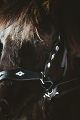 A black Nordland foal