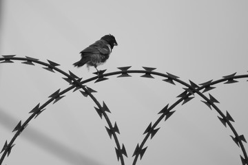 Closeup view of sparrow skipping on barbed wire fence