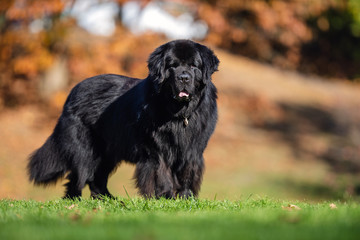 Portrait of a dog - Powered by Adobe