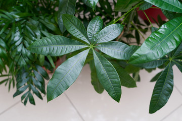Beautiful and big green leaf of the pachira home plant