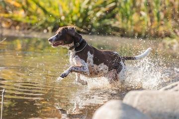 running dog in water