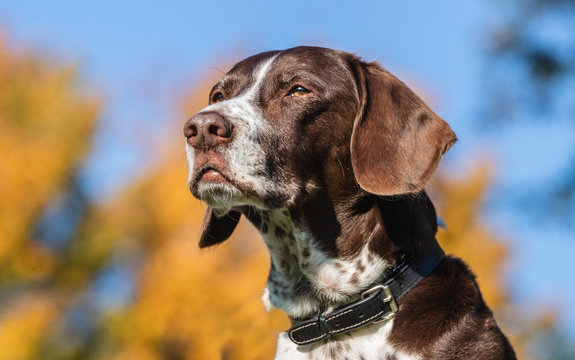 portrait of dog