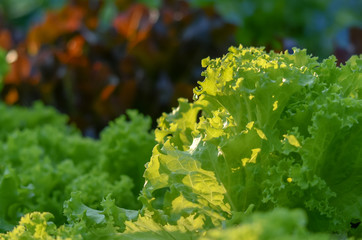 Selective focus of Fresh green Lettuce on vegertable farm