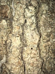 bark of a tree