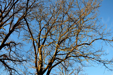 Bare branches