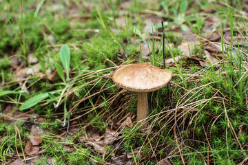 Edible wild mushroom