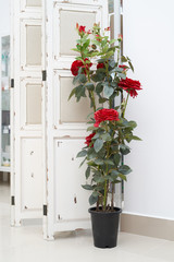 Artificial bush of red roses, stands on the floor indoors against the white wall and vintage screen