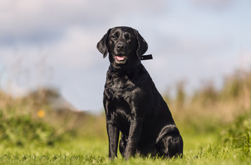 portrait of a dog