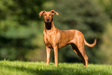 Portrait of a dog