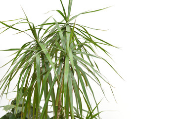 Large and thick leaves of the home plant of dracaena against a white wall