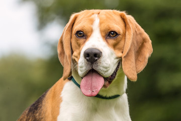 Portrait of a dog